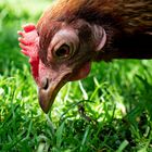 Zwerg-Welsumer Huhn - Kopfportrait