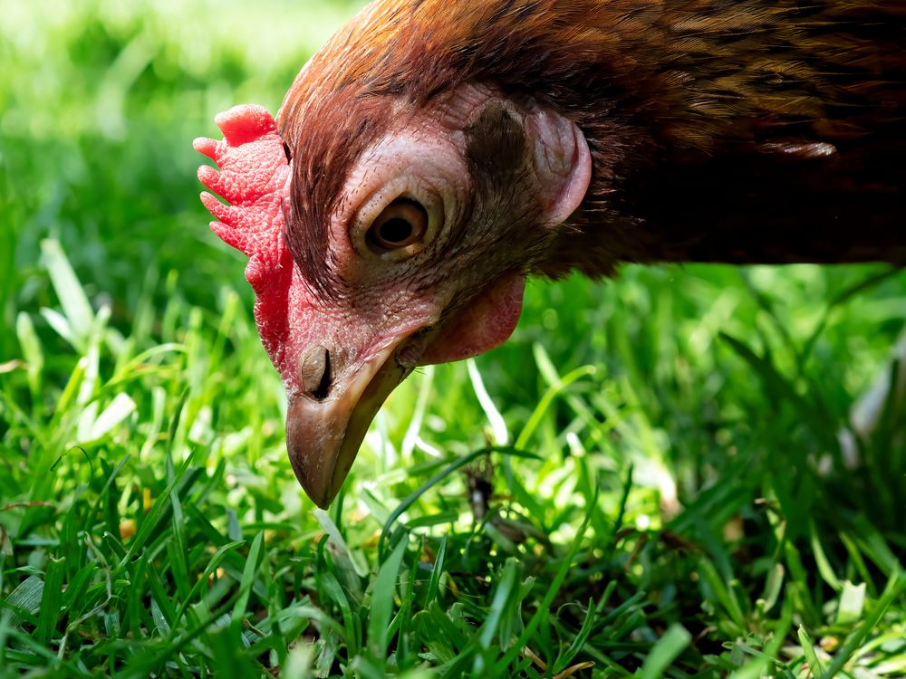 Zwerg-Welsumer Huhn - Kopfportrait