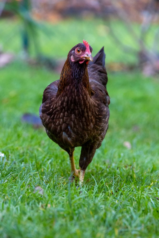 Zwerg-Welsummer Henne