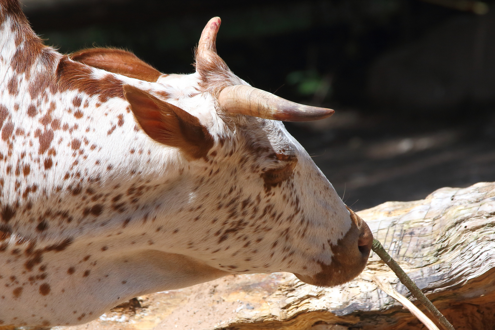 "ZWERG-ZEBU" - oder eine Kuh macht Muhhh