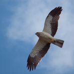 Zwergadler (Booted Eagle)