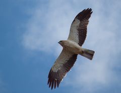 Zwergadler (Booted Eagle)