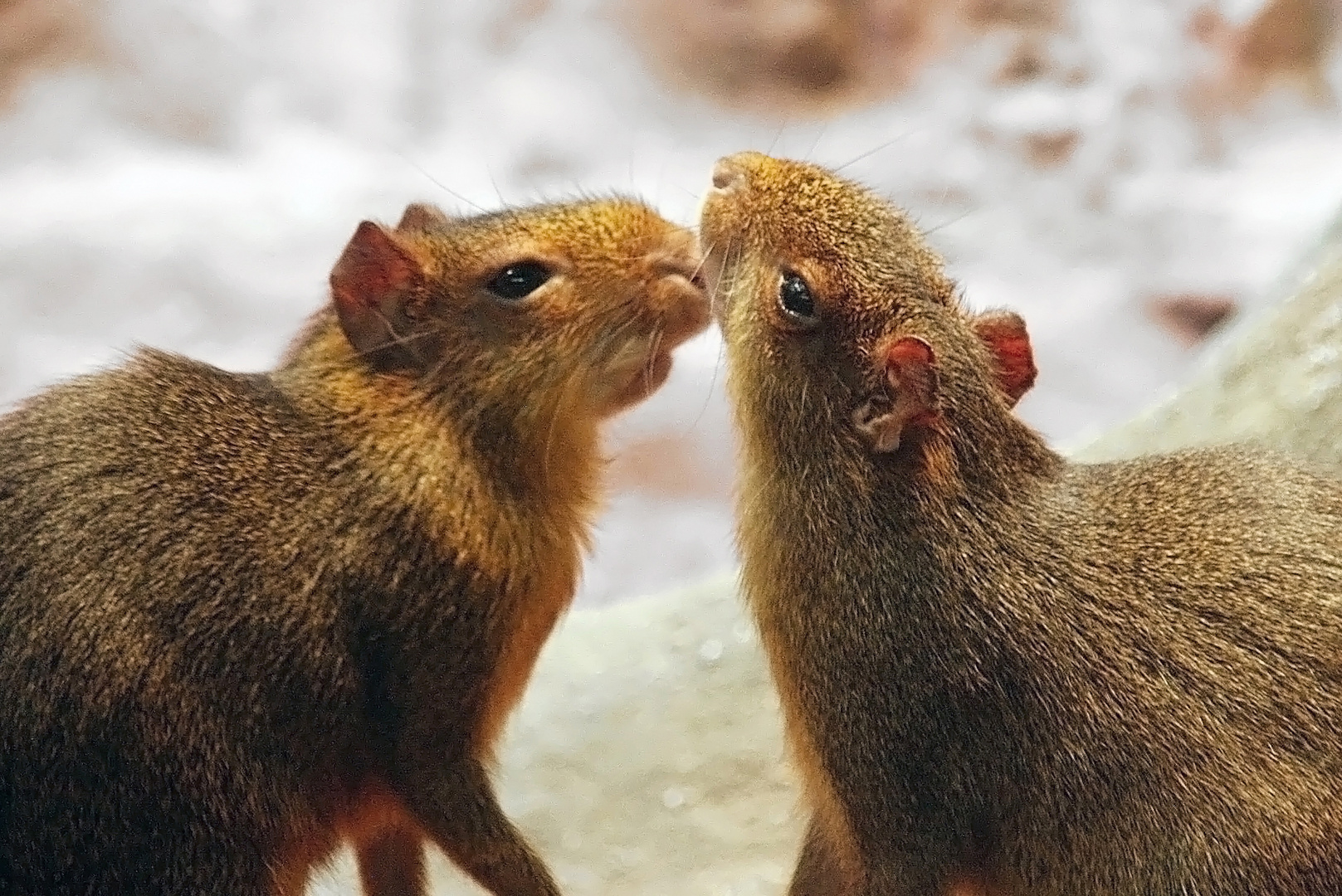 Zwergagutis, Zoo Frankfurt