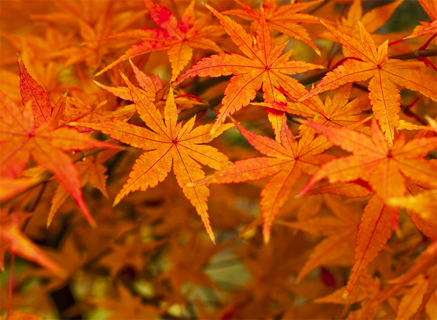 Zwergahorn im Herbst 1 Foto & Bild | jahreszeiten, herbst, in berlin