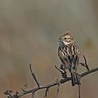  Zwergammer (Emberiza pusilla)