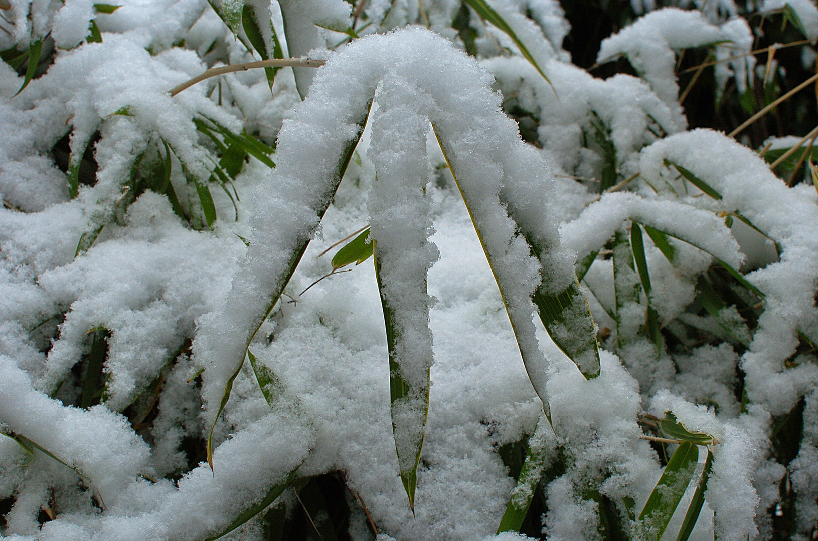 Zwergbambus im Neuschnee