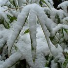 Zwergbambus im Neuschnee