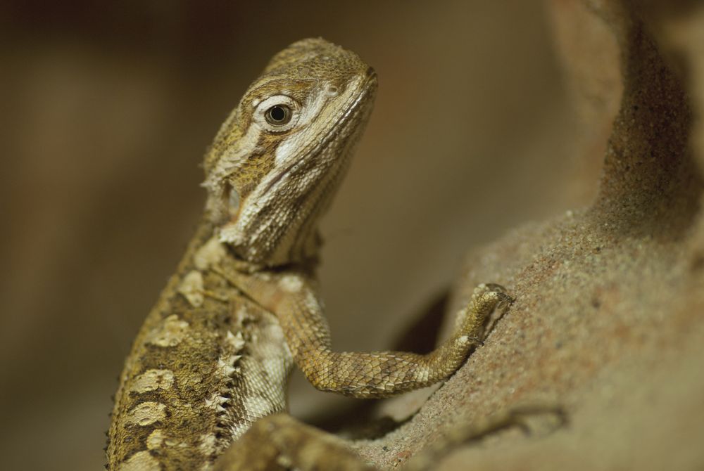 Zwergbartagame - Zwergbartagame Ein Wenig Bekannte Bartagamenart 7c92327b 1ef9 4bcf 9cae 9b602338D720