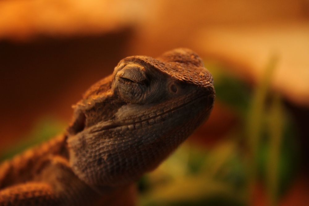 Zwergbartagame Foto & Bild - Zwergbartagame F9a13c96 AD72 4515 9032 12c10a8bb508