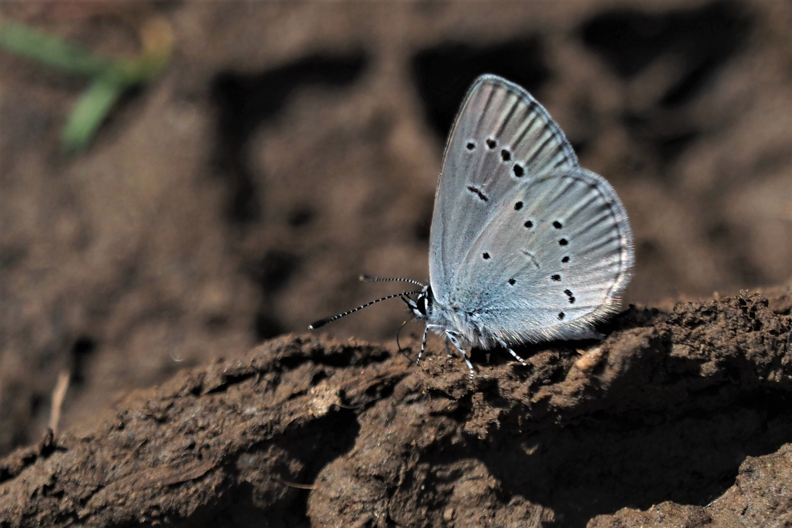 Zwergbläuling (Cupido minimus)