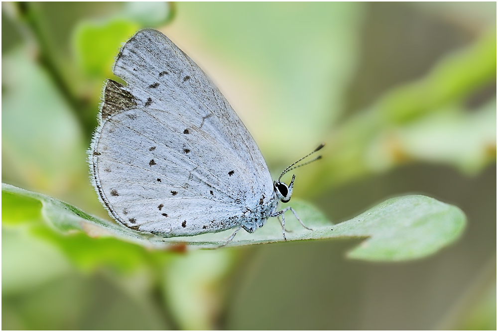 Zwergbläuling (Cupido minimus)