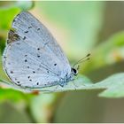 Zwergbläuling (Cupido minimus)