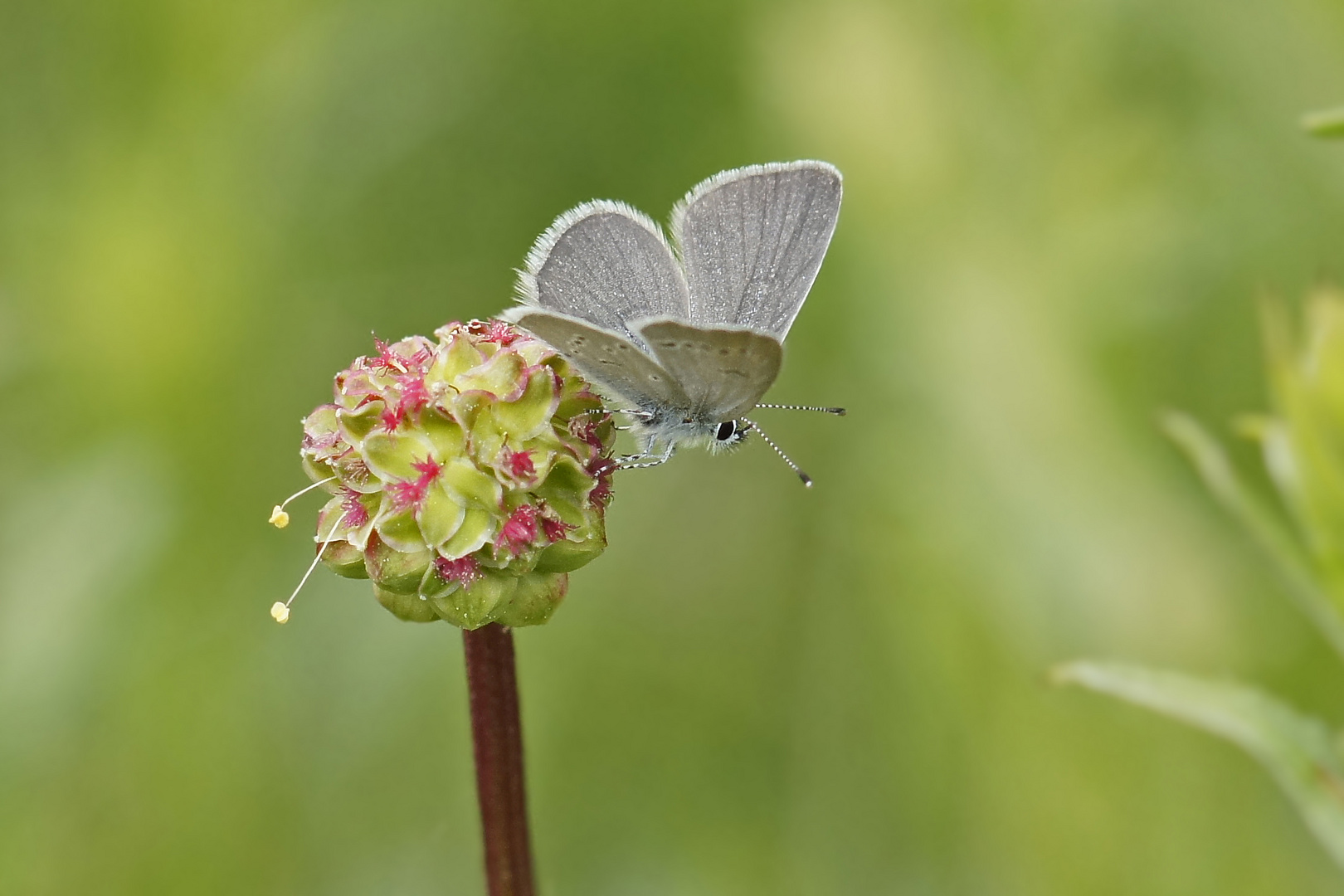 Zwergbläuling (Cupido minimus)