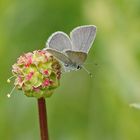 Zwergbläuling (Cupido minimus)