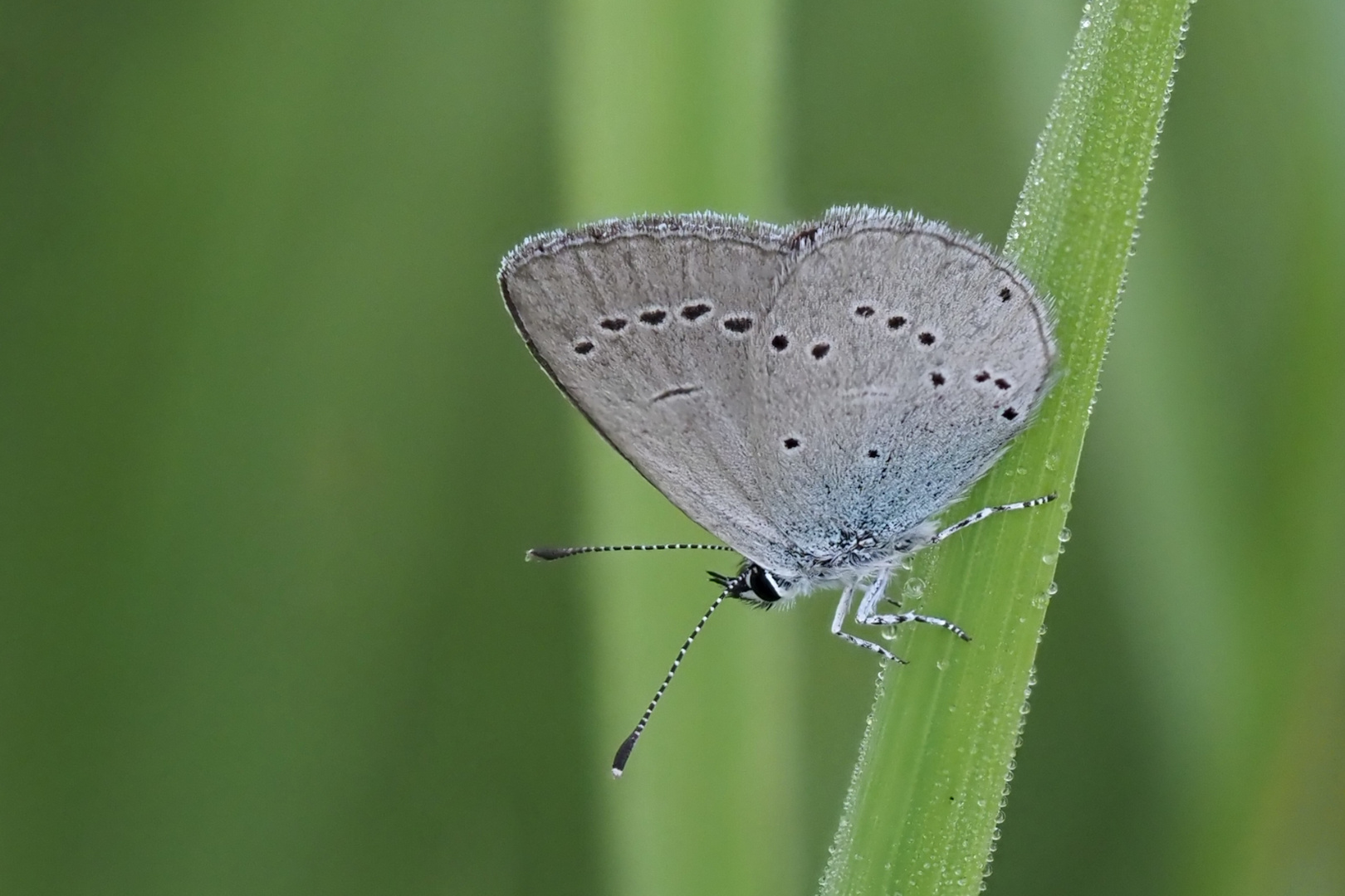 Zwergbläuling (Cupido minimus)