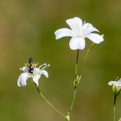 Zwergblüte mit Zwergwildbiene ca 5mm