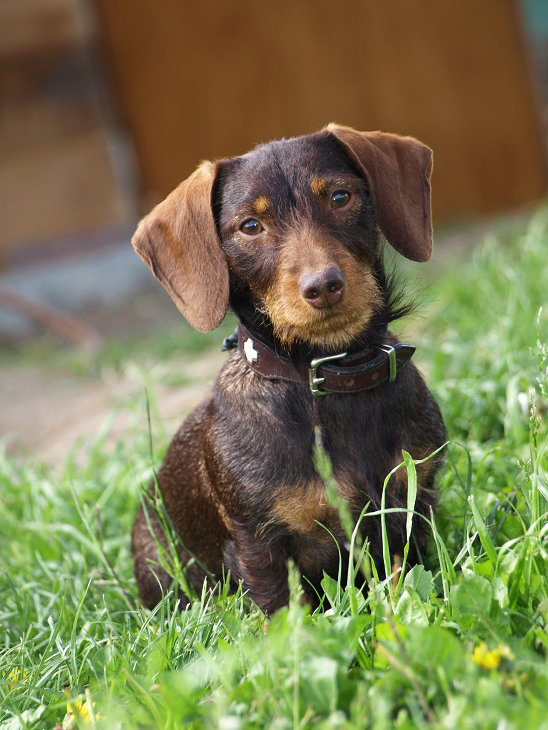Zwergdackel Julchen Foto & Bild tiere, haustiere, hunde Bilder auf
