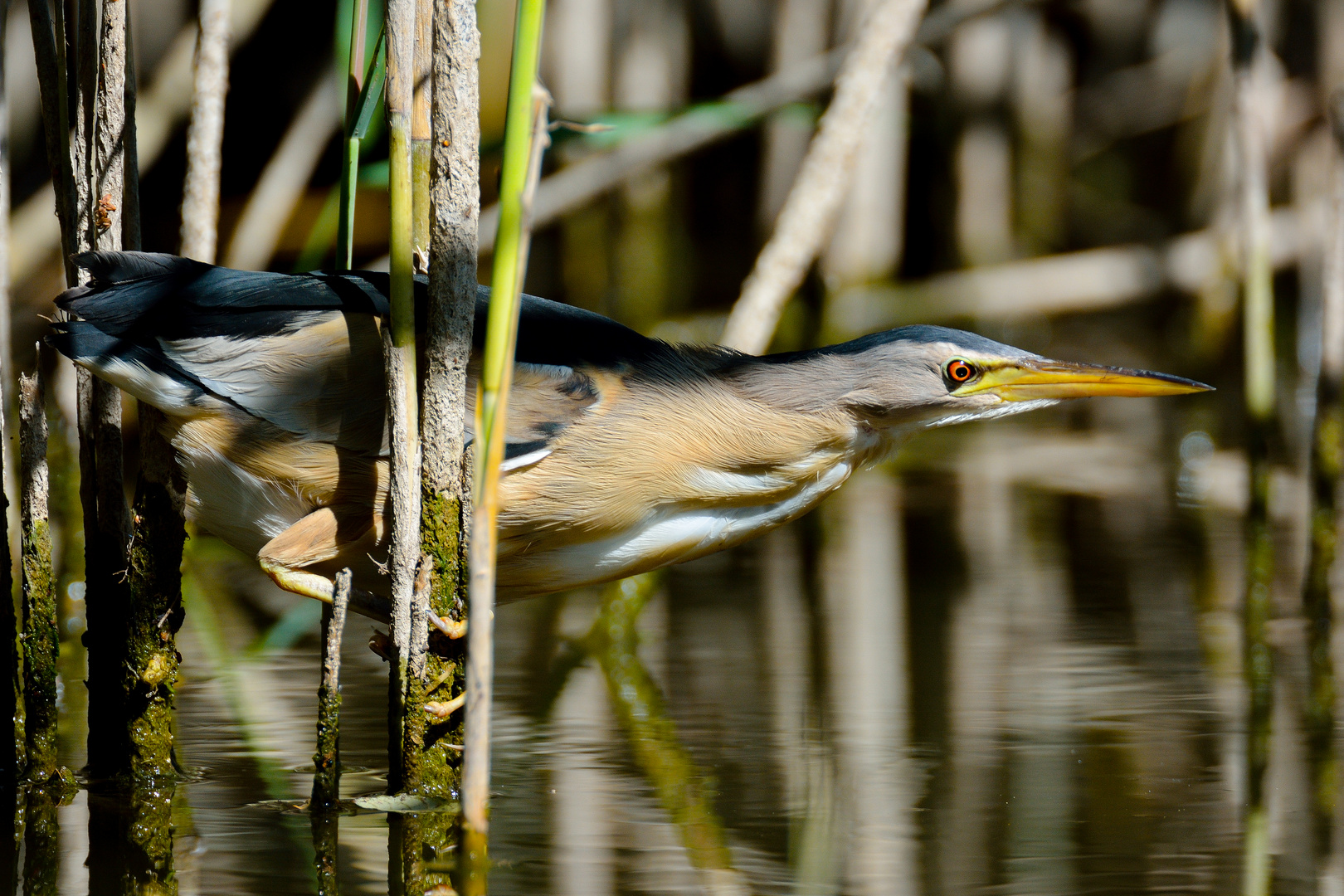 Zwergdommel auf der Jagd