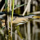 Zwergdommel auf der Jagd