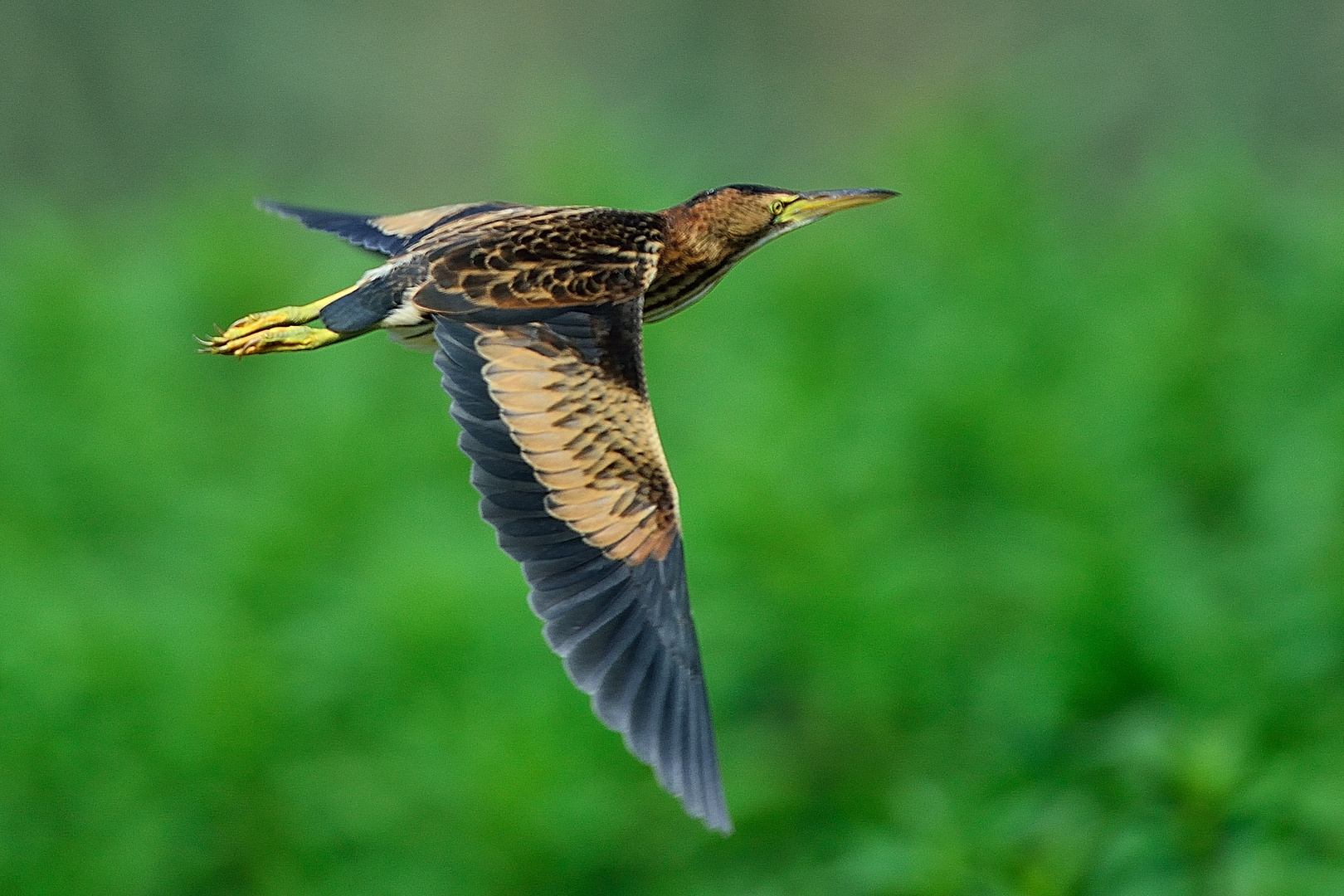 Zwergdommel beim Durchflug