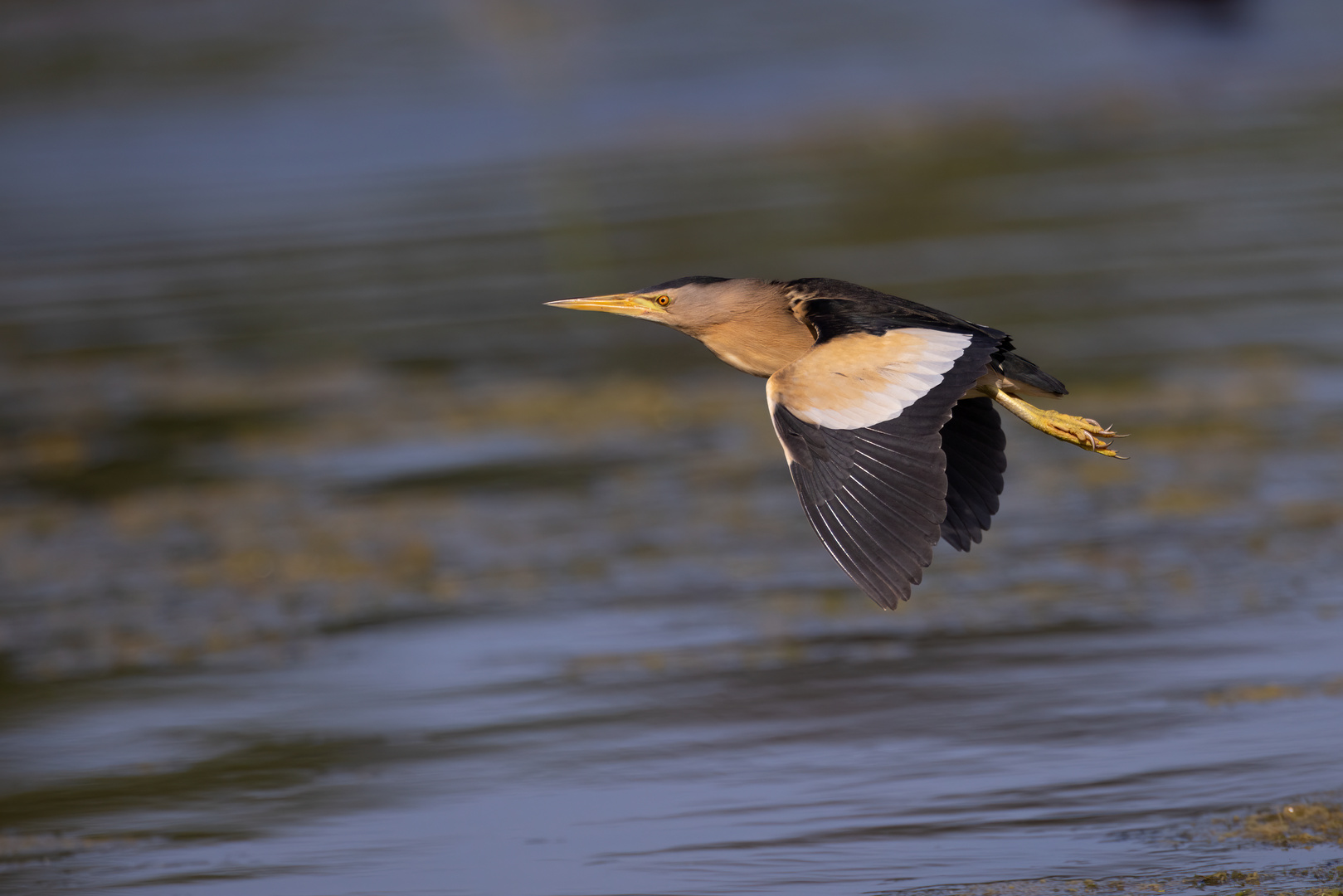 Zwergdommel Flug