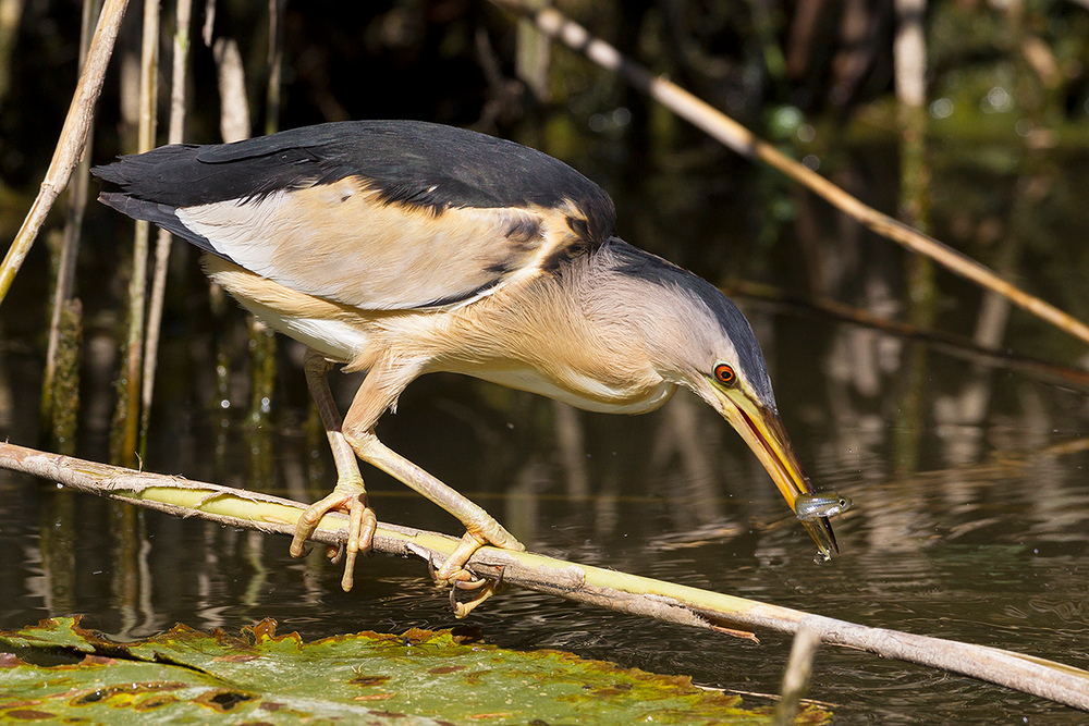 Zwergdommel III, ...und futtern