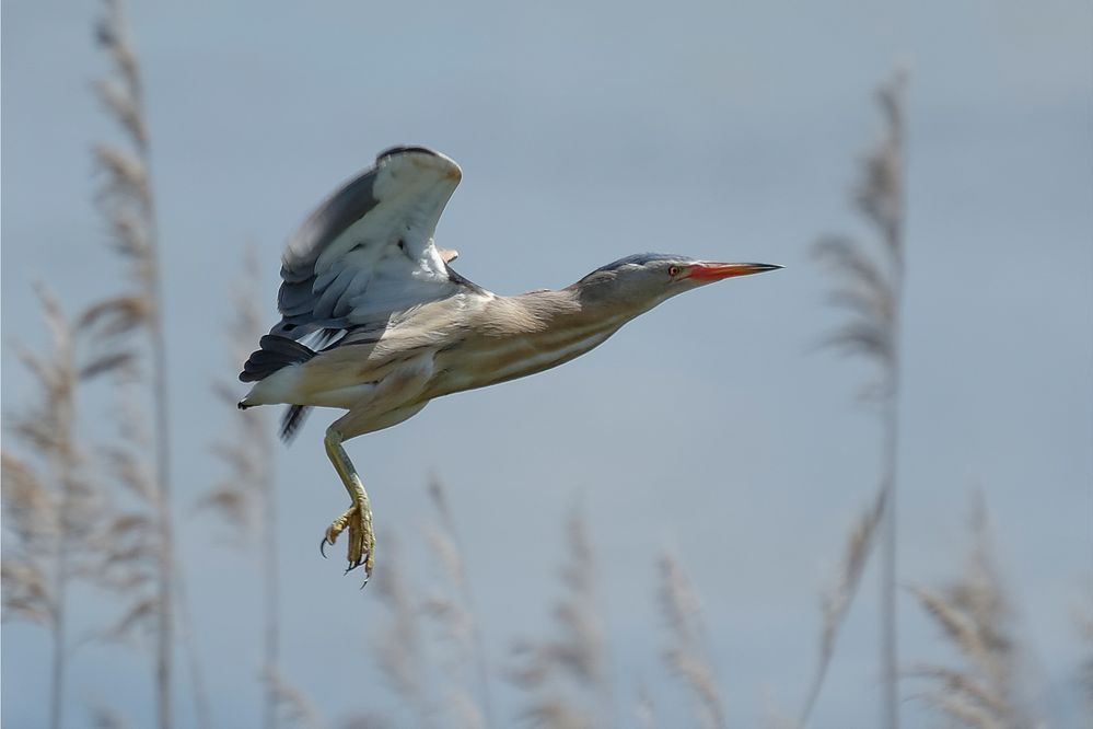 Zwergdommel im Flug