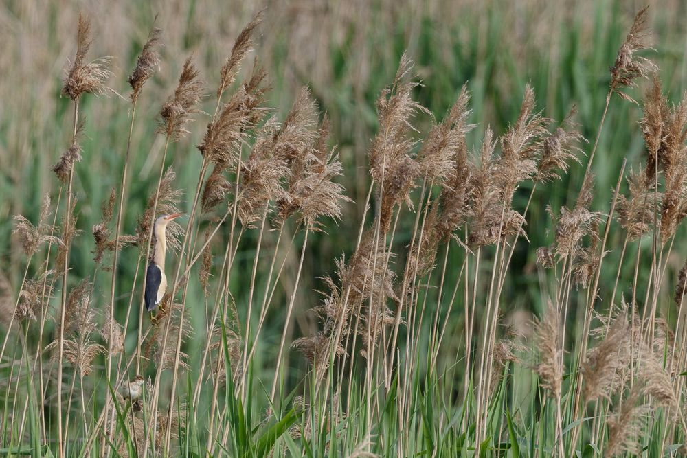 Zwergdommel im Habitat