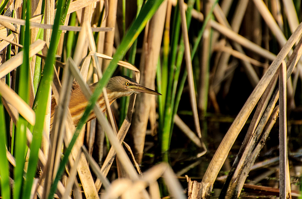 Zwergdommel (Ixobrychus minutus)