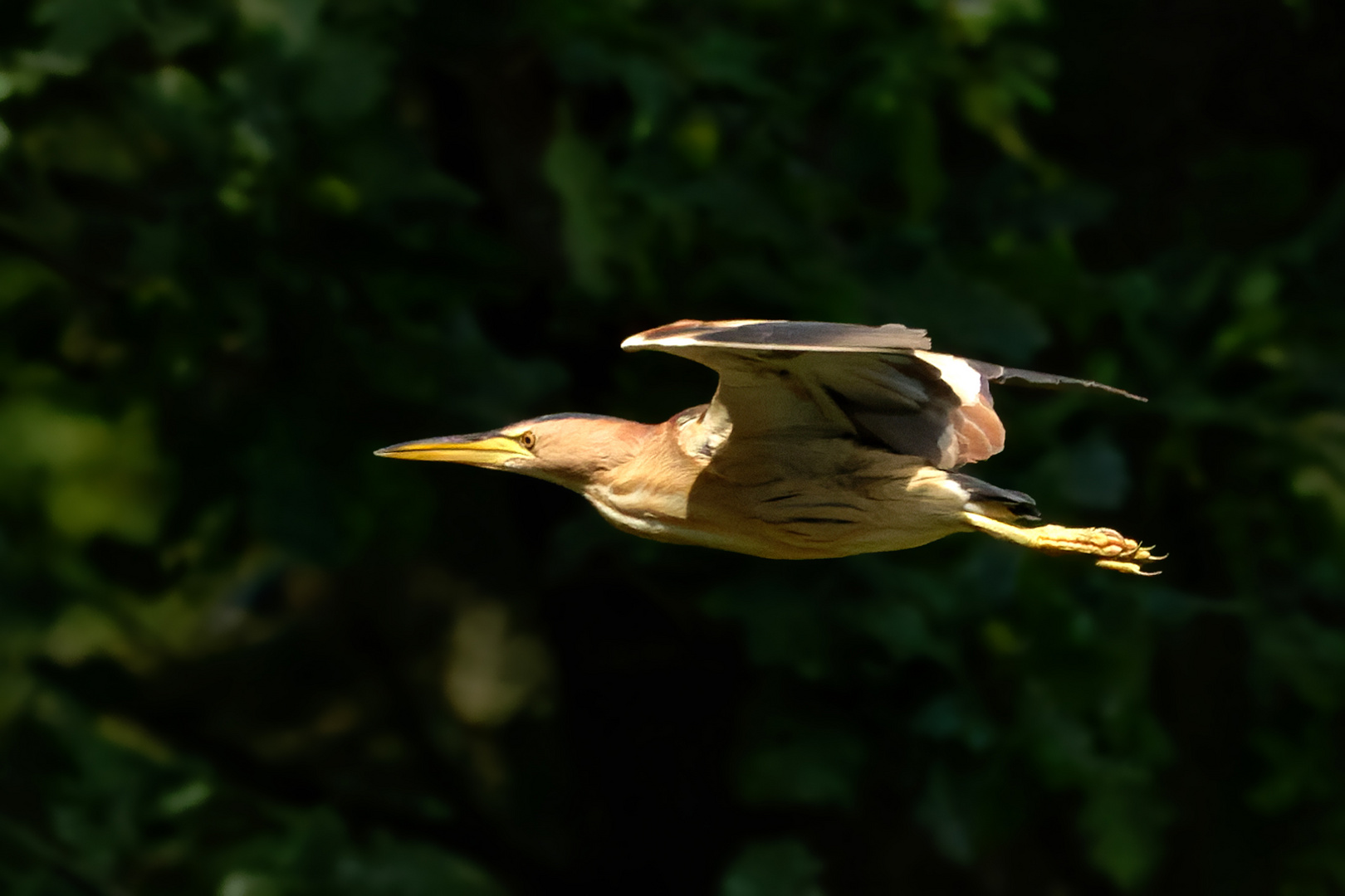  Zwergdommel - (Ixobrychus minutus)