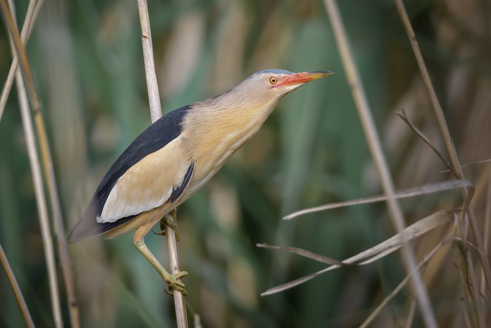 Zwergdommel - Ixobrychus minutus