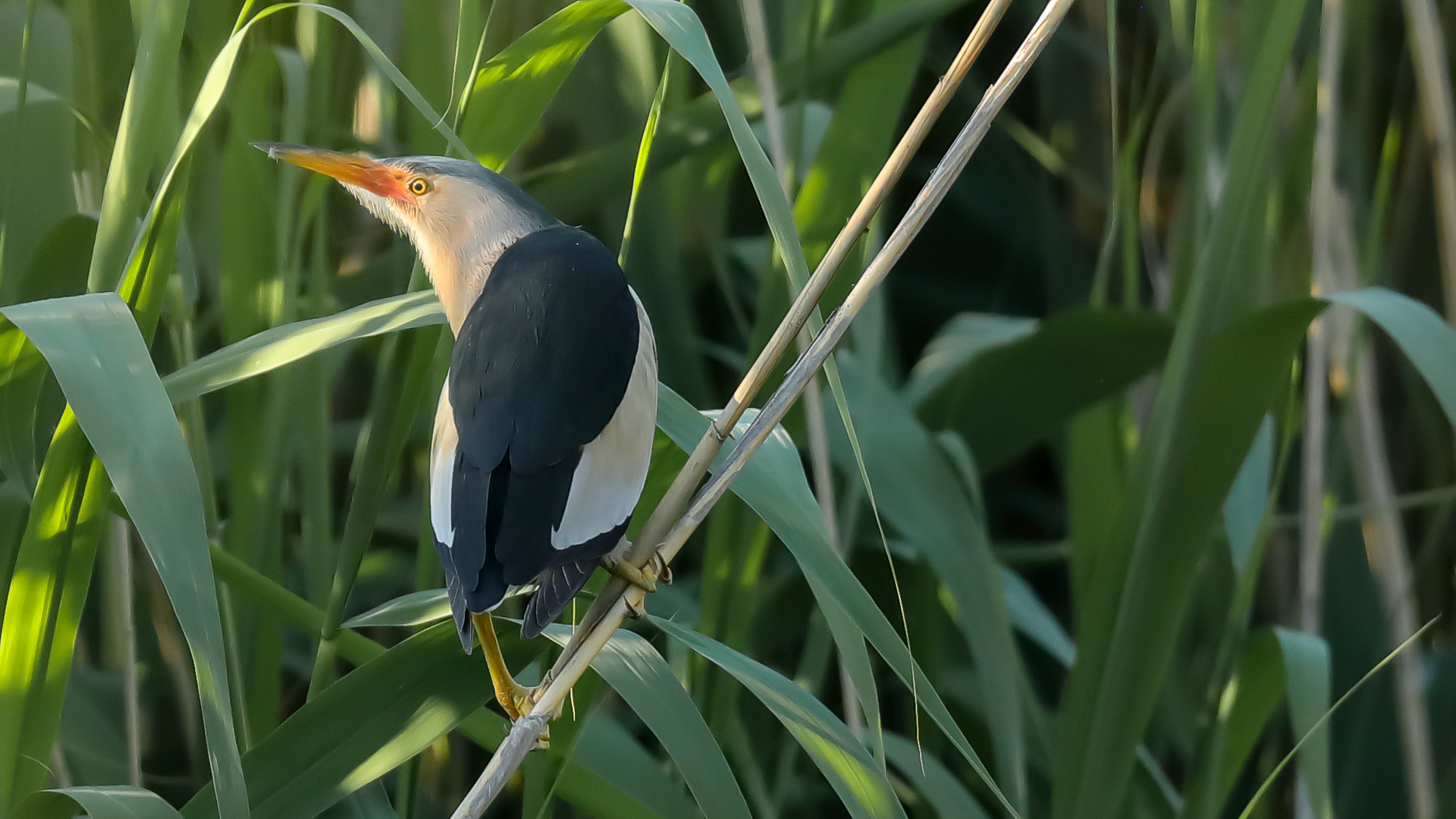 Zwergdommel (Ixobrychus minutus)