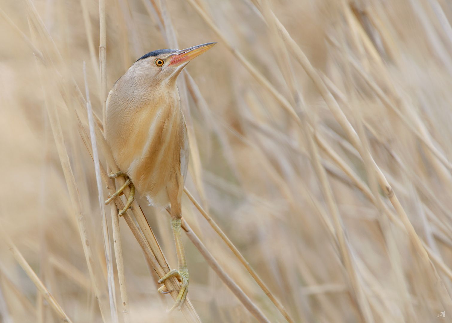  Zwergdommel (Ixobrychus minutus)