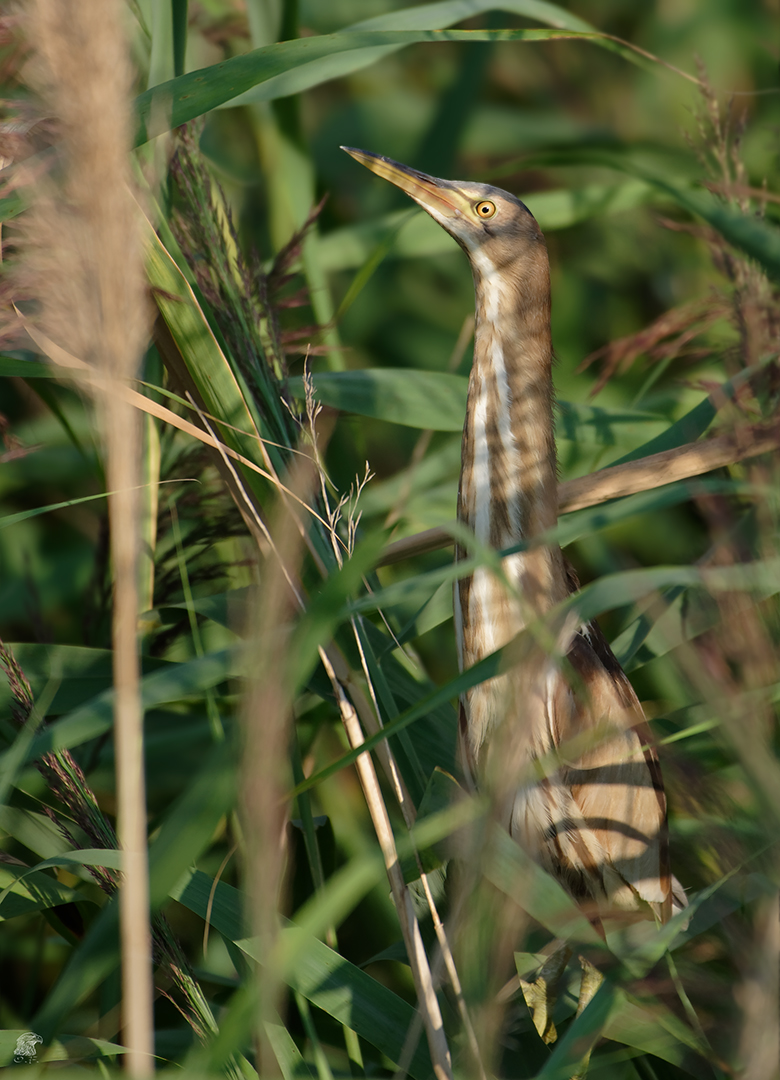 Zwergdommel (Ixobrychus minutus) Wildlife ...