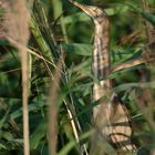 Zwergdommel (Ixobrychus minutus) Wildlife ...