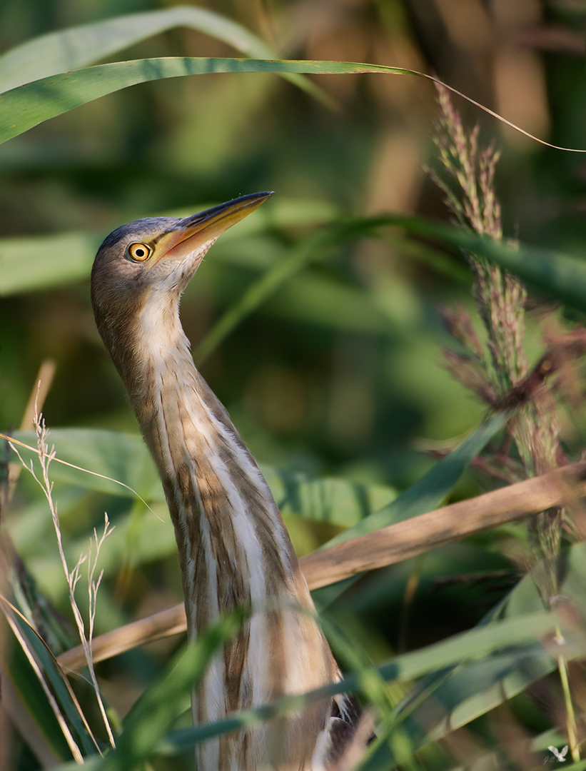 Zwergdommel (Ixobrychus minutus) Wildlife ...