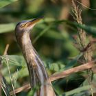 Zwergdommel (Ixobrychus minutus) Wildlife ...