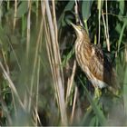 Zwergdommel - Jungvogel