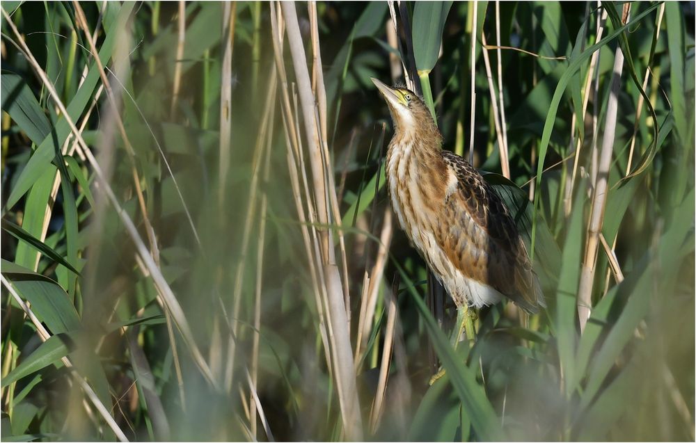 Zwergdommel - Jungvogel