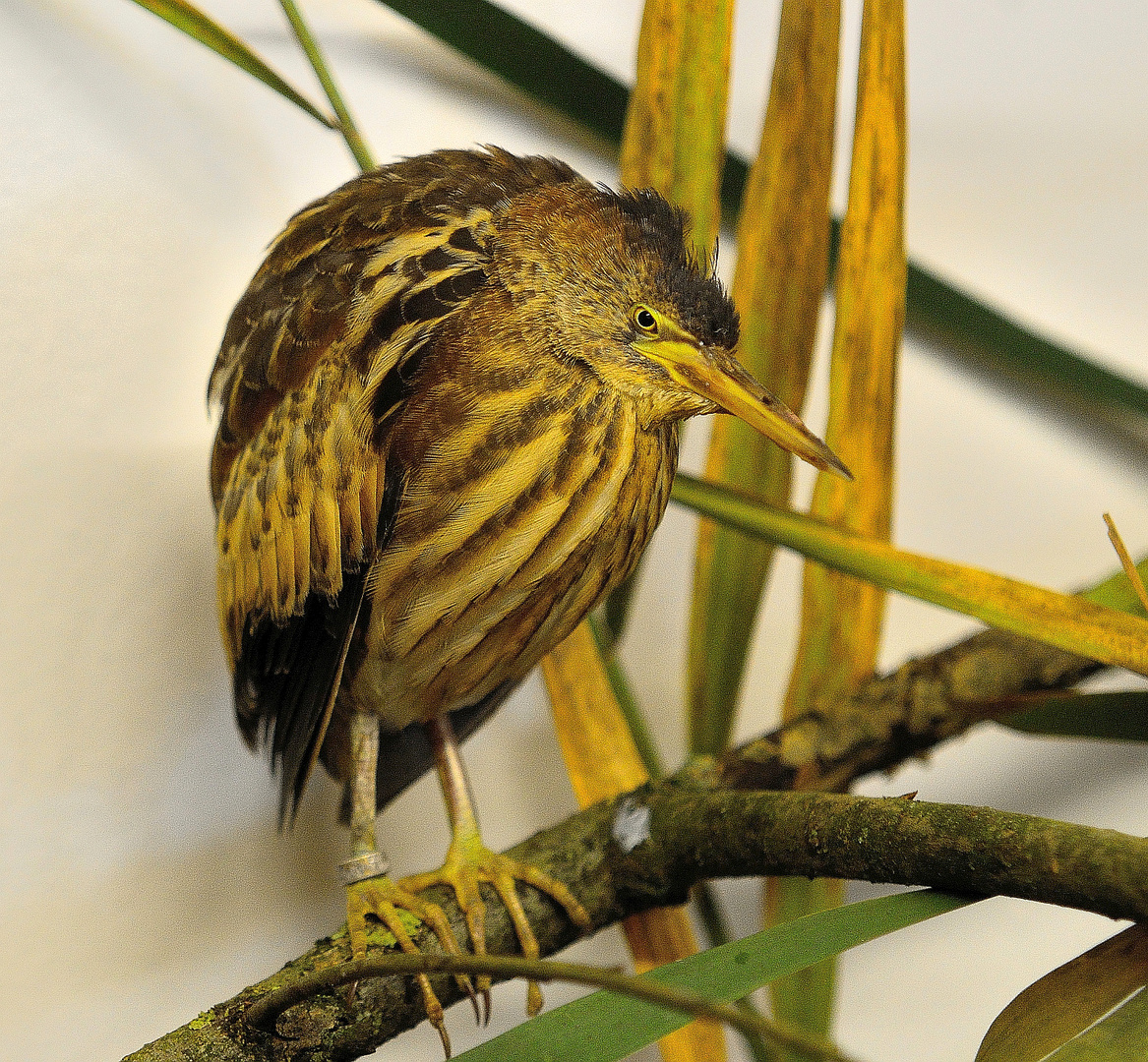 Zwergdommel juvenil, (Ixobrychus minutus) Little bittern, avetorillo común