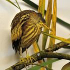 Zwergdommel juvenil, (Ixobrychus minutus) Little bittern, avetorillo común