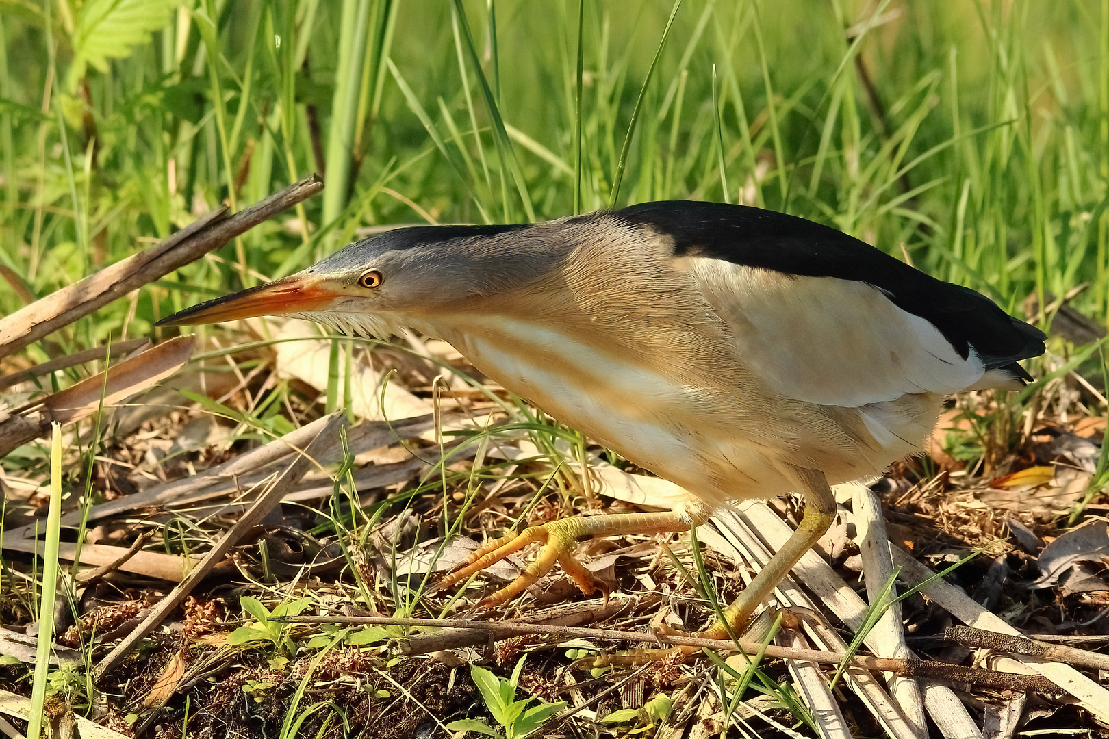 Zwergdommel-Männchen auf Futtersuche