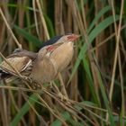 Zwergdommel Pärchen auf Augenhöhe