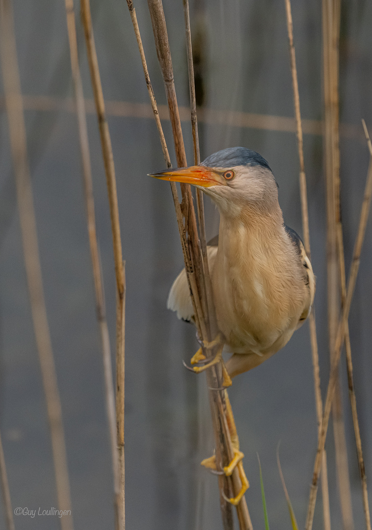 Zwergdommel_18.06.2020