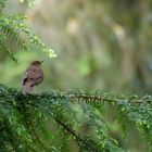 Zwergdrossel - Swainson's Thrush (Catharus ustulatus)