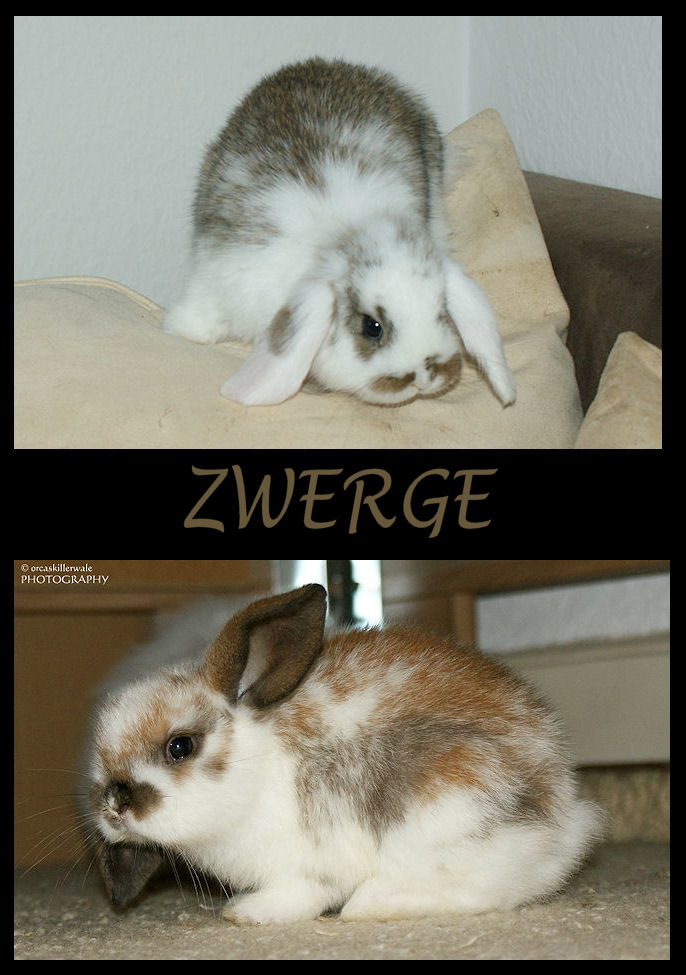 ZWERGE