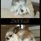 ZWERGE