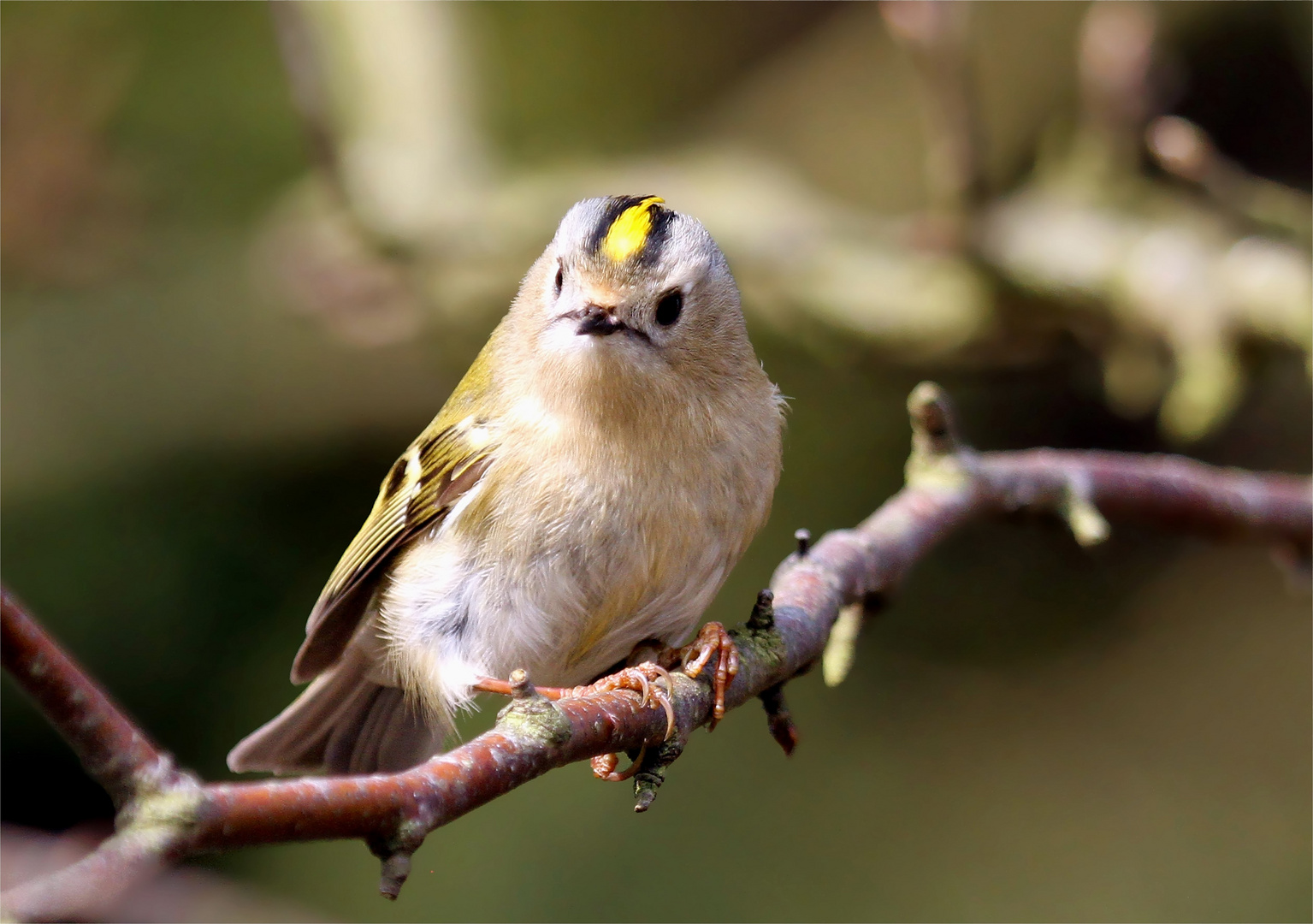 Zwergen-Schönheit - Wintergoldhähnchen -  (Regulus regulus)