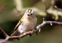 Zwergen-Schönheit - Wintergoldhähnchen -  (Regulus regulus)