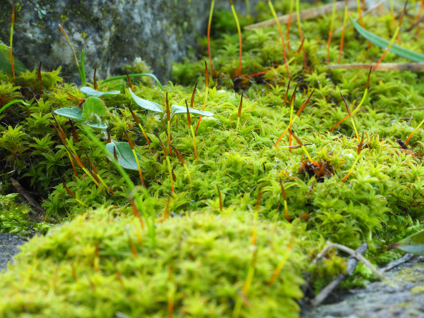 Zwergengarten